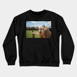 camel face Crewneck Sweatshirt